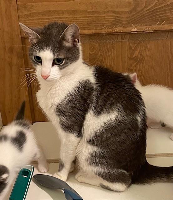 Haven (LE), a Adoptable Domestic Short Hair in Little Falls, NJ image 3/3