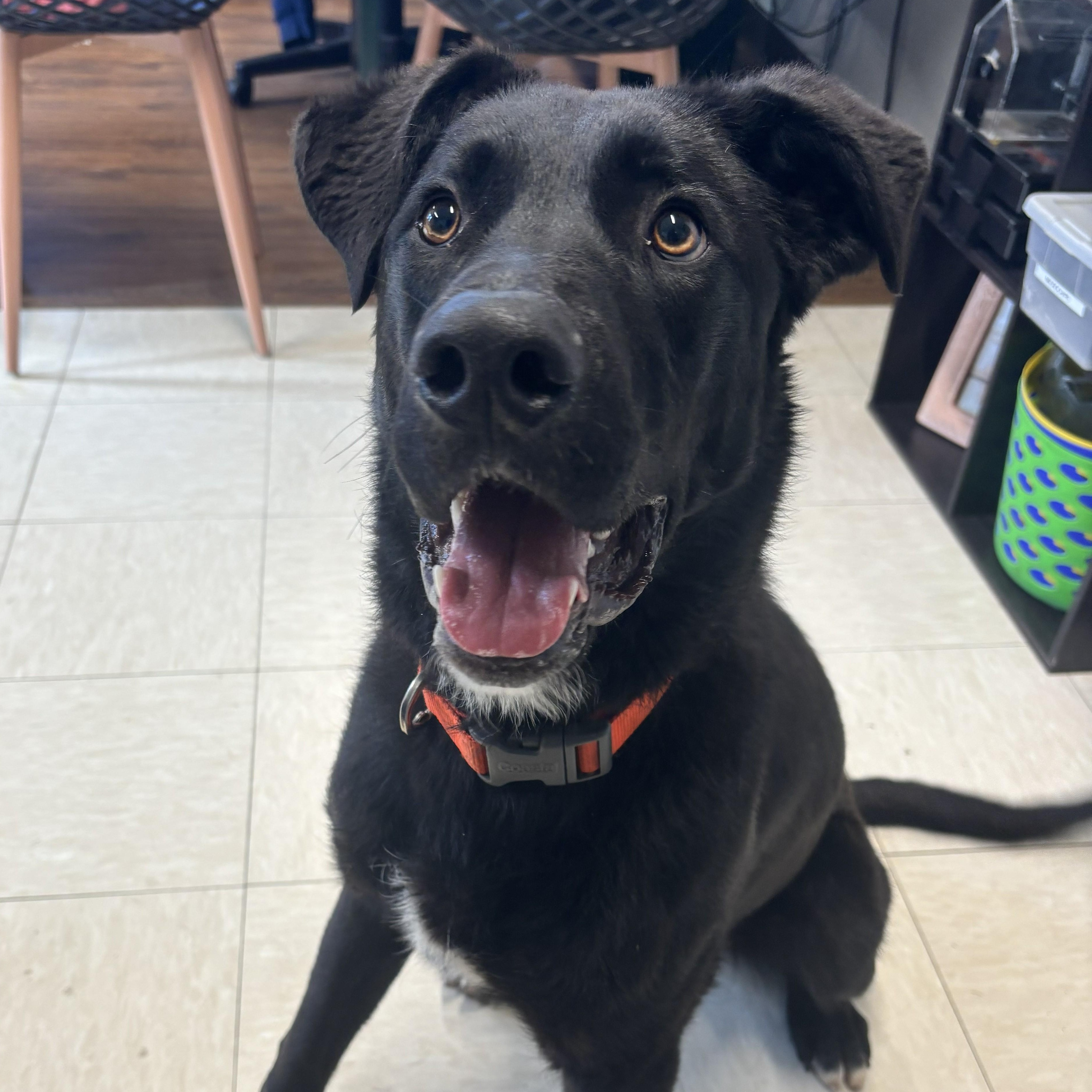Enlarge Firefly, a ADOPTABLE mixed breed in The Dalles, OR image 2/3