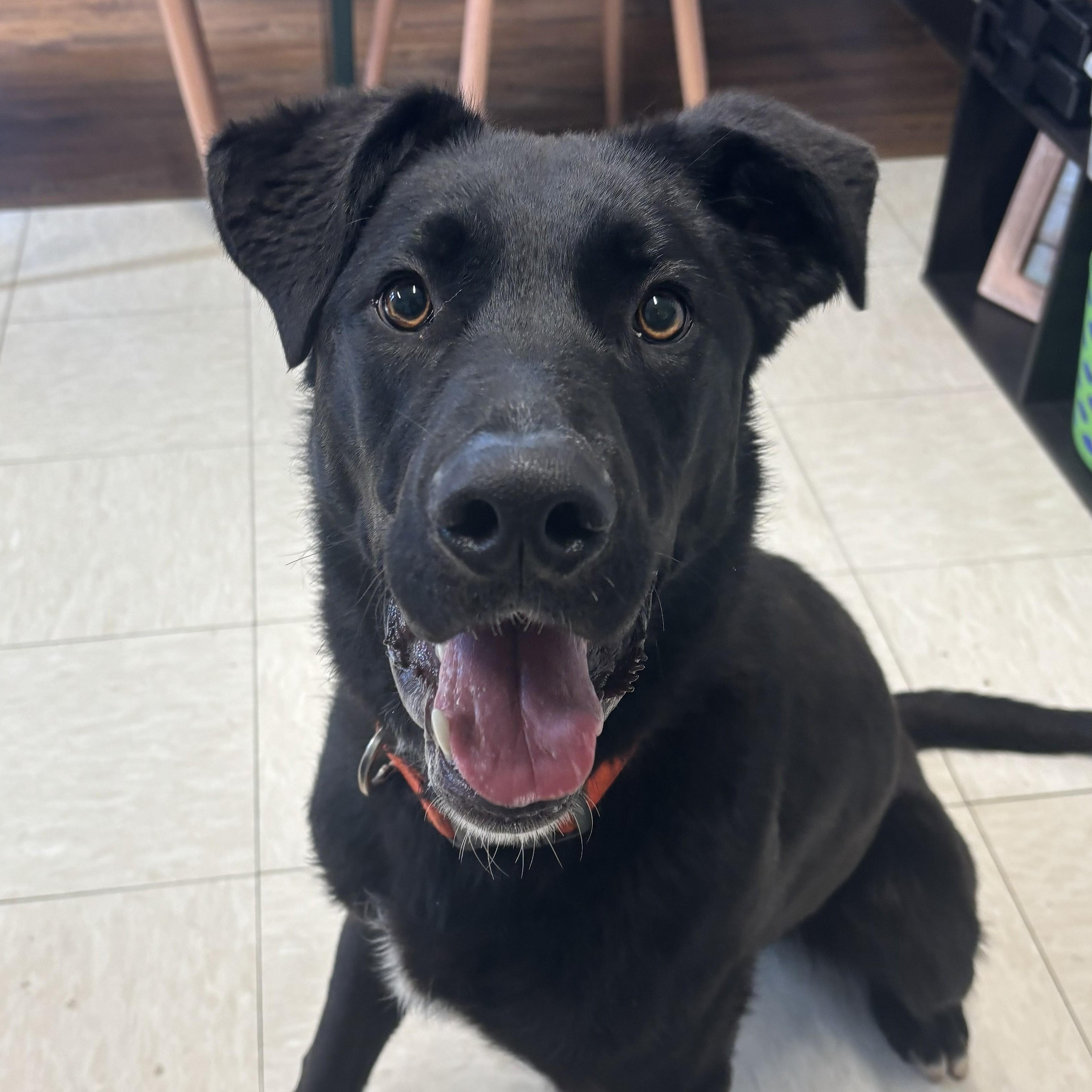 Firefly, ADOPTABLE, Young Male Labrador Retriever & Shepherd.