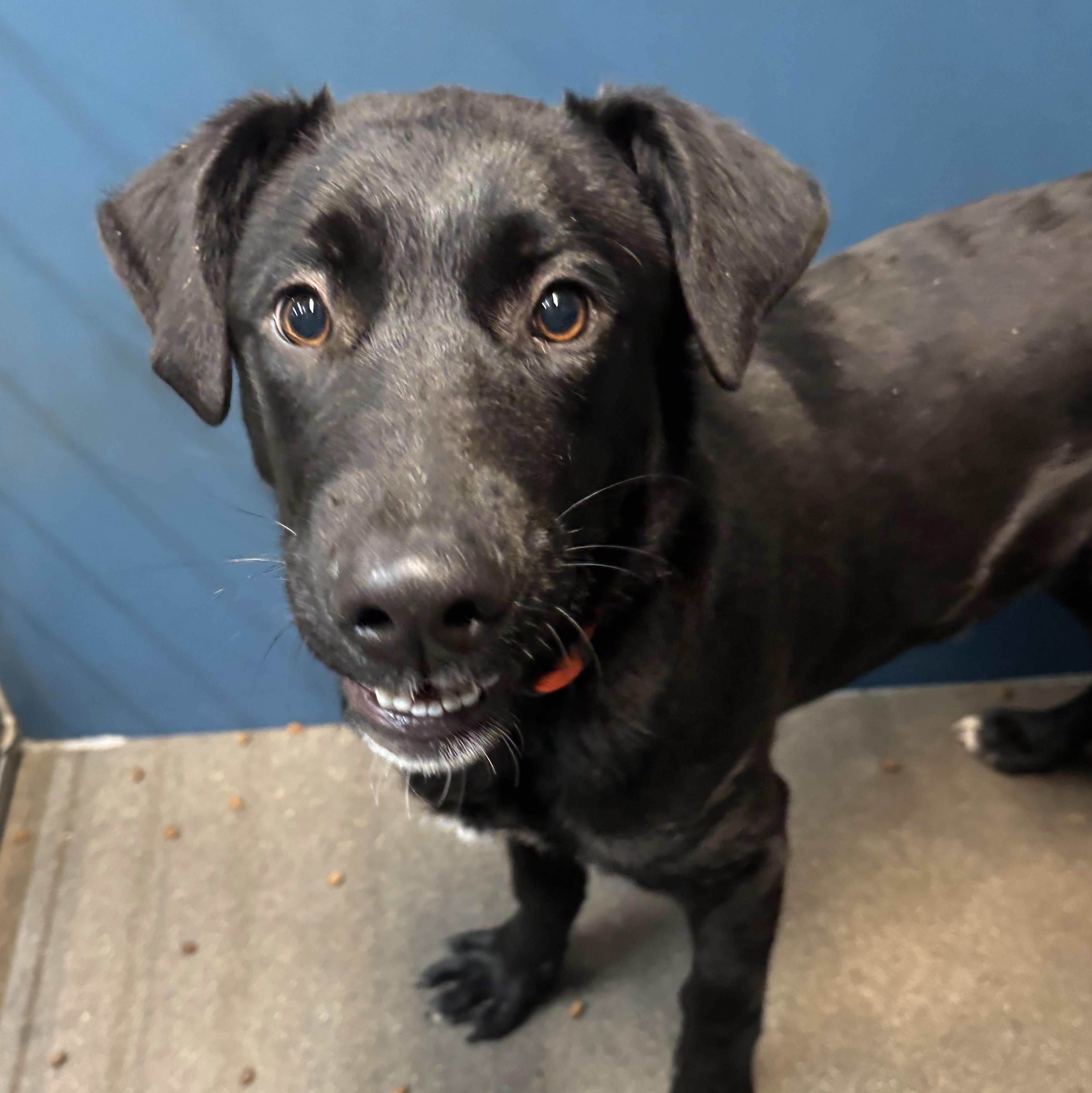 Enlarge Firefly, a ADOPTABLE mixed breed in The Dalles, OR image 1/1