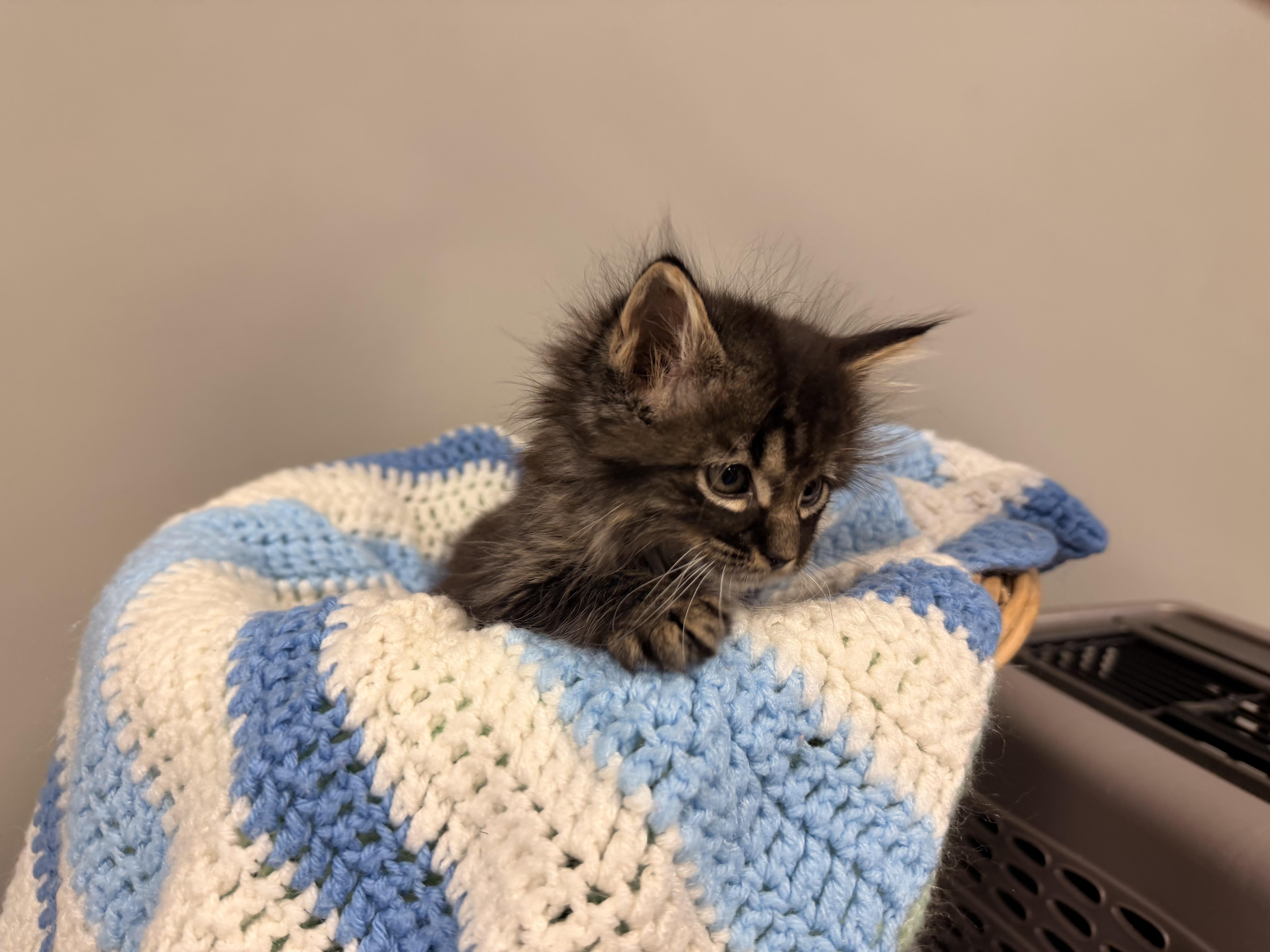 Enlarge Clarence, a Adopted Tabby in East Dundee , IL image 3/3
