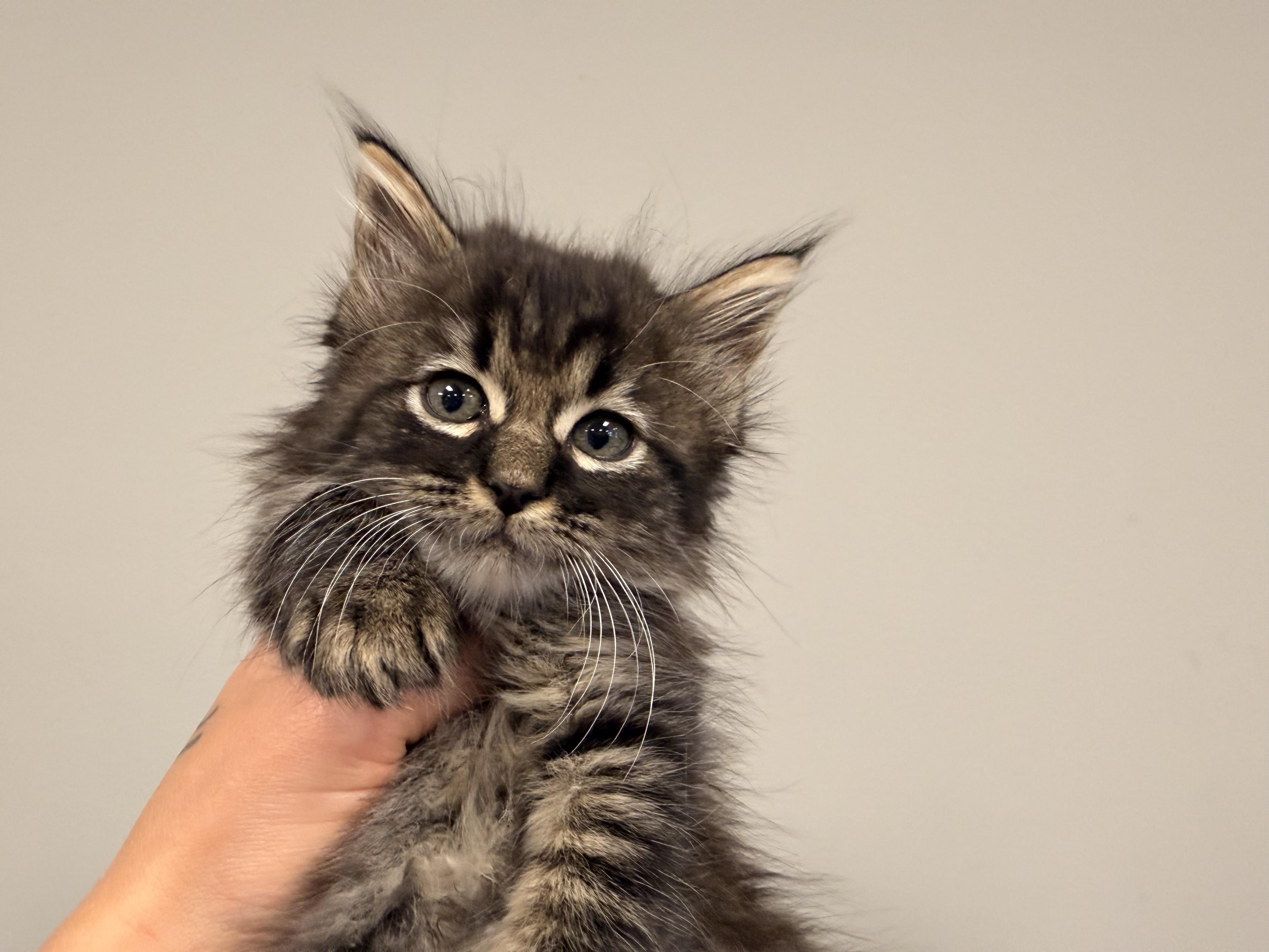 Clarence, Adopted, Kitten Male Tabby.