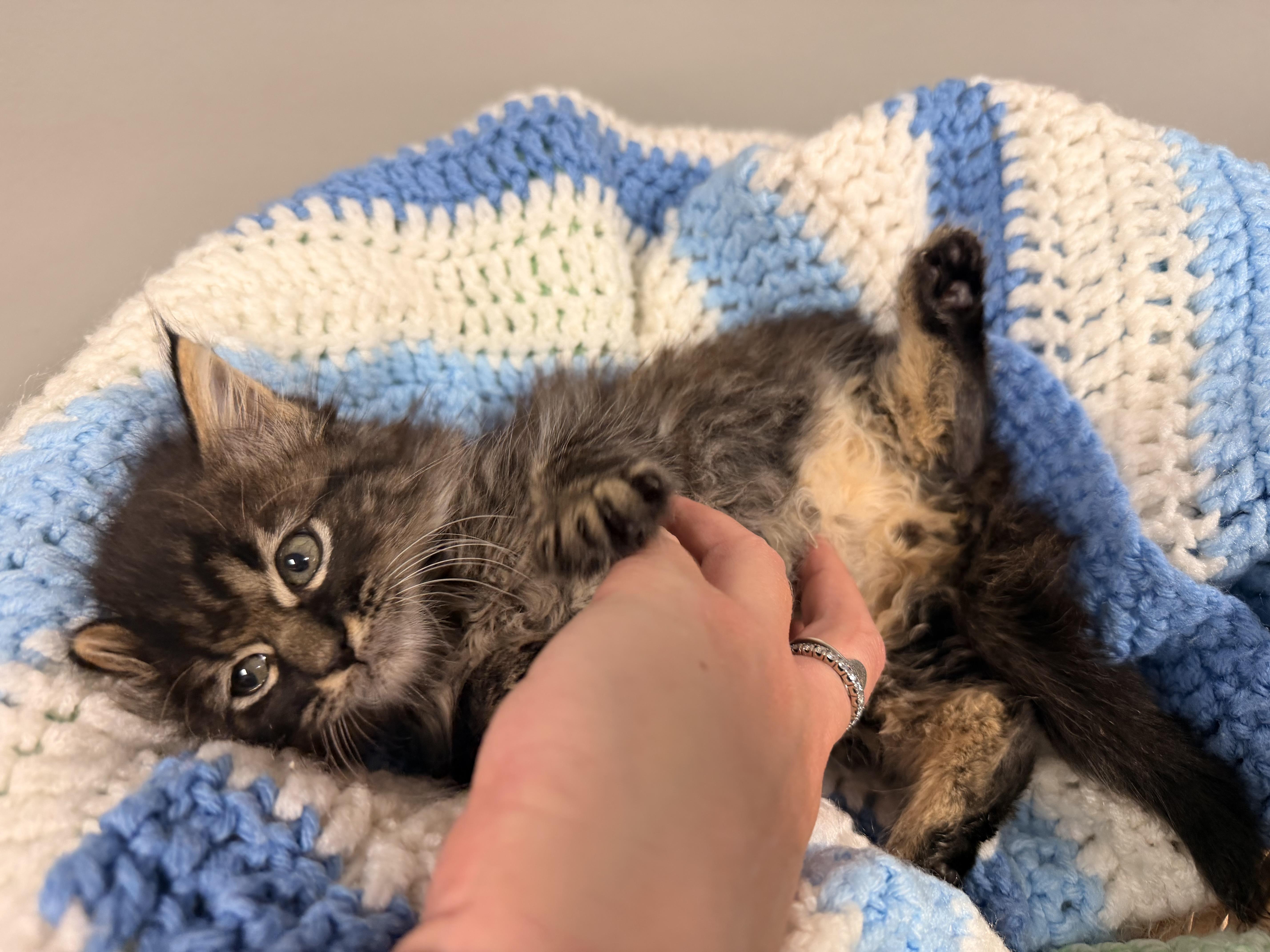 Enlarge Clarence, a Adopted Tabby in East Dundee , IL image 2/3