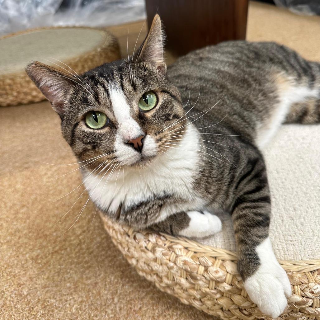 Coconut, Adoptable, Adult Male Domestic Short Hair.
