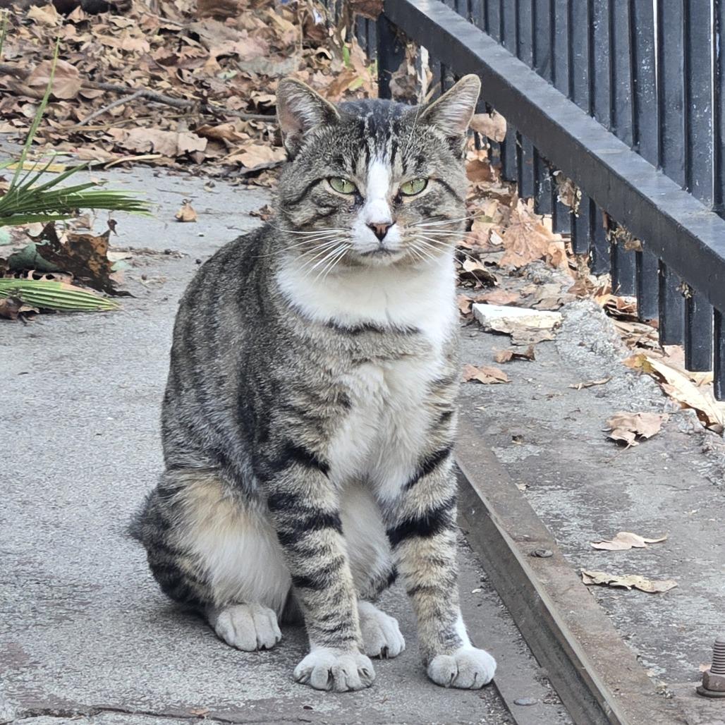 Enlarge Coconut, a Adoptable Domestic Short Hair in Long Beach, CA image 1/6