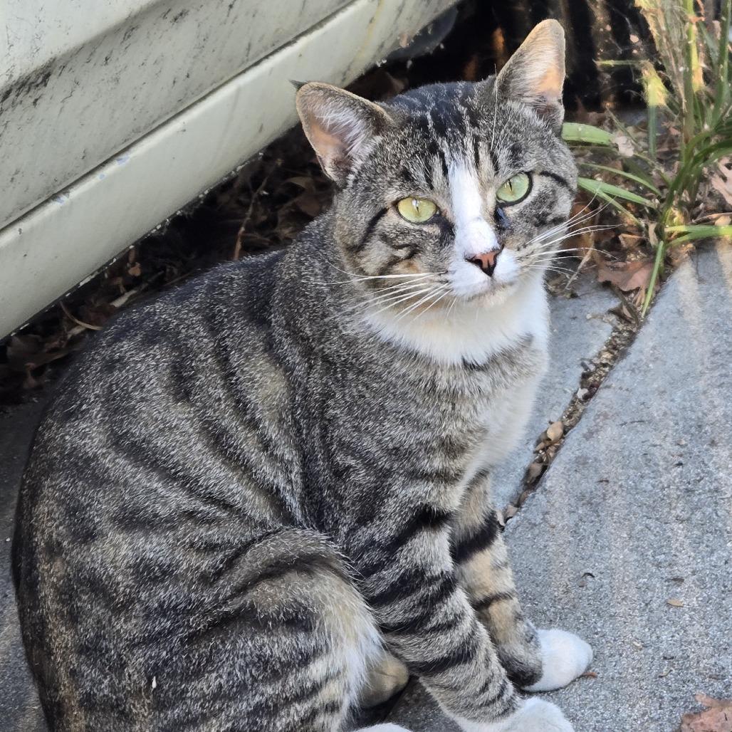 Enlarge Coconut, a Adoptable Domestic Short Hair in Long Beach, CA image 2/6