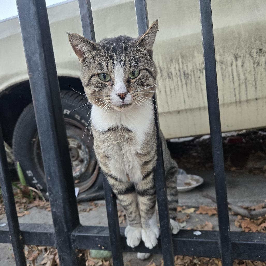 Enlarge Coconut, a Adoptable Domestic Short Hair in Long Beach, CA image 3/6