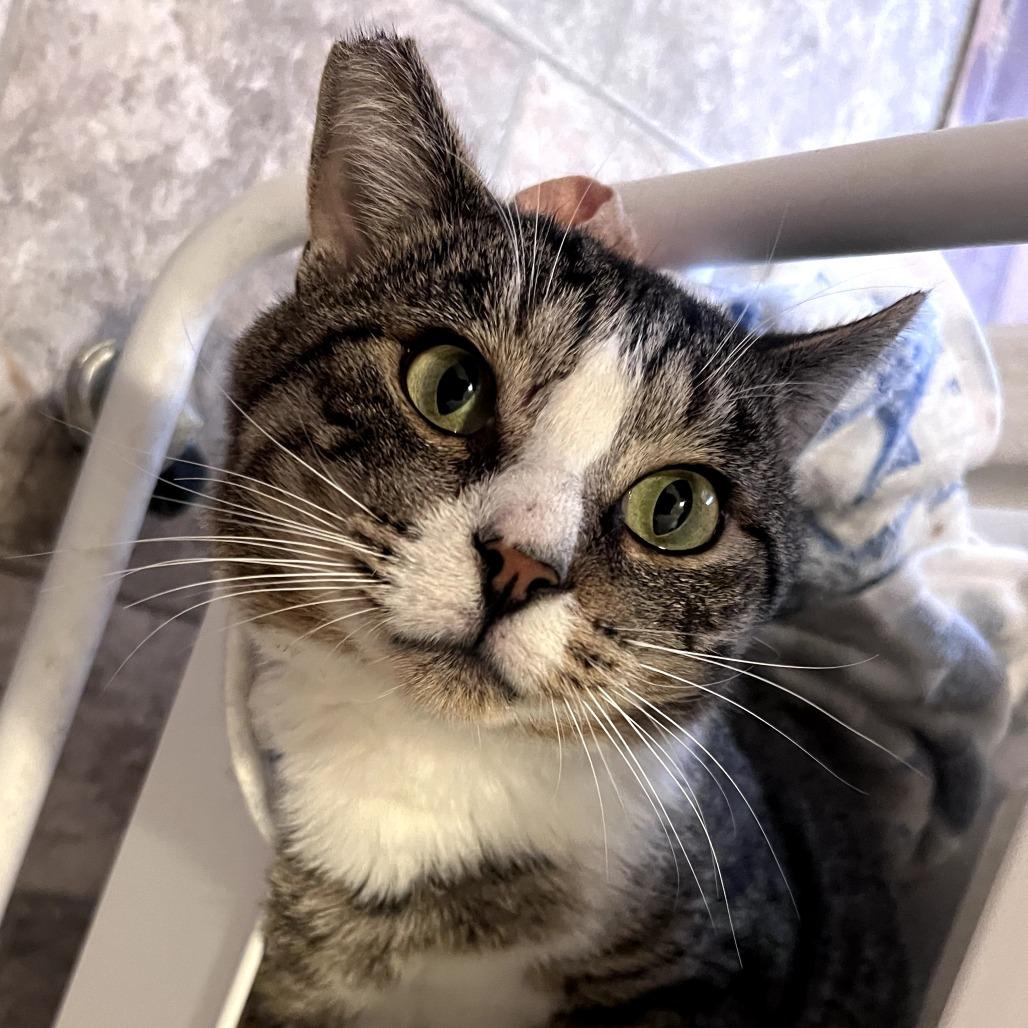 Enlarge Coconut, a Adoptable Domestic Short Hair in Long Beach, CA image 4/6
