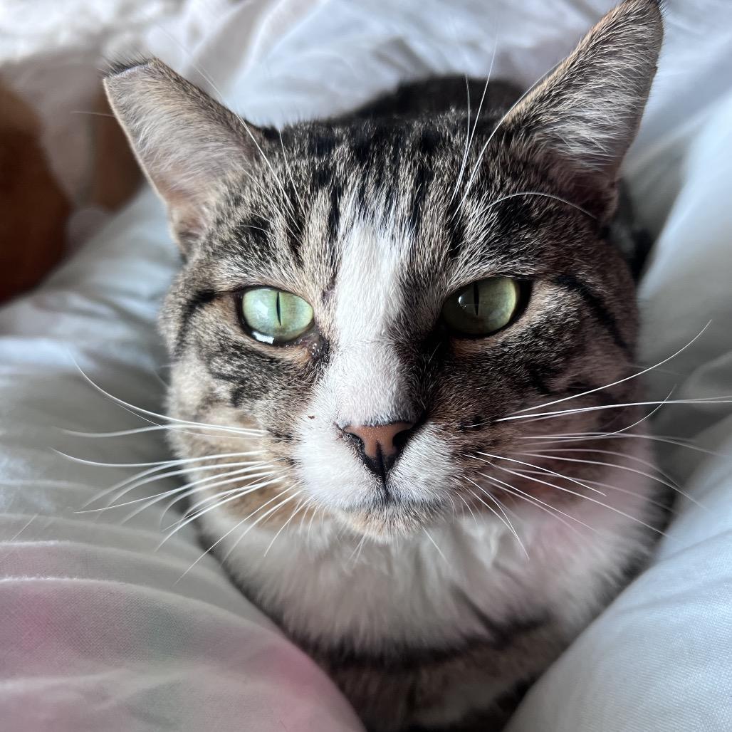 Enlarge Coconut, a Adoptable Domestic Short Hair in Long Beach, CA image 6/6