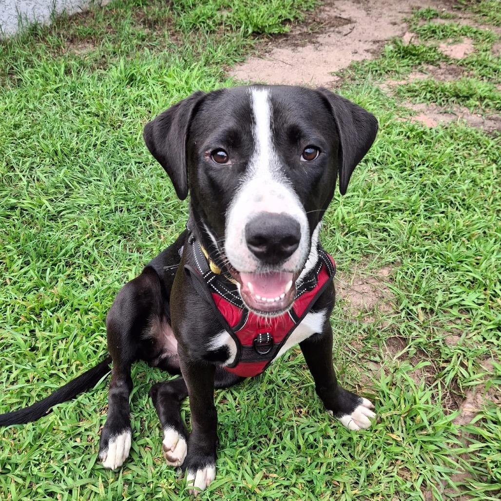 Ducky, a Adoptable Mixed Breed in Tomah, WI image 1/6