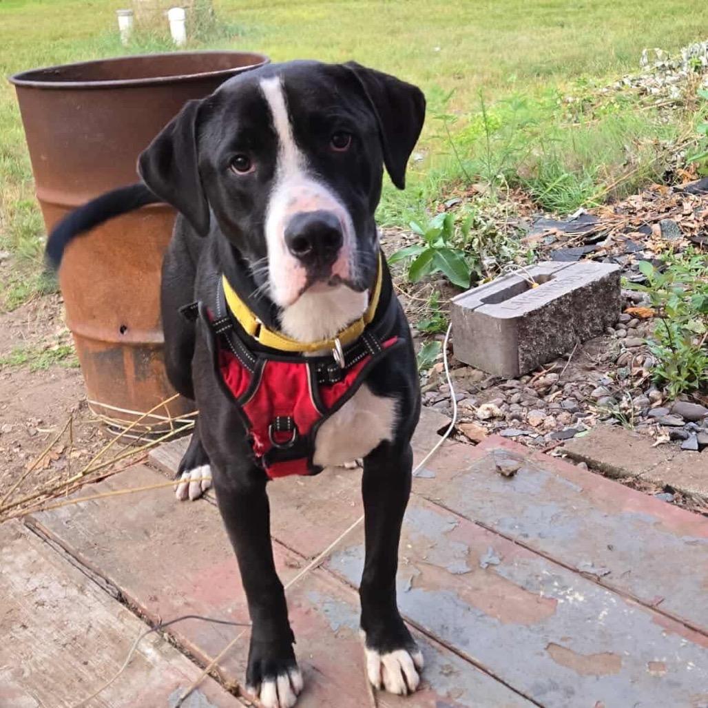 Ducky, a Adoptable Mixed Breed in Tomah, WI image 2/6