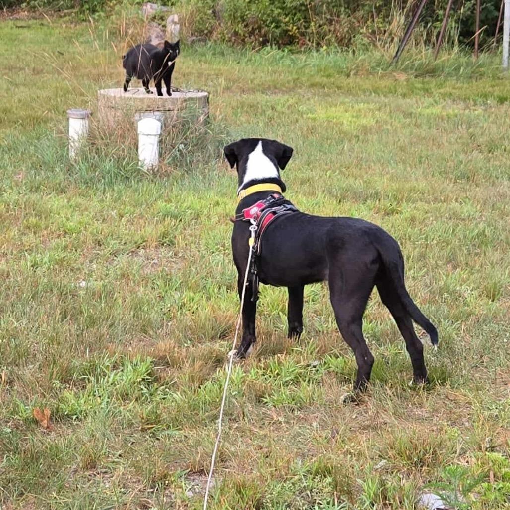 Ducky, a Adoptable Mixed Breed in Tomah, WI image 3/6