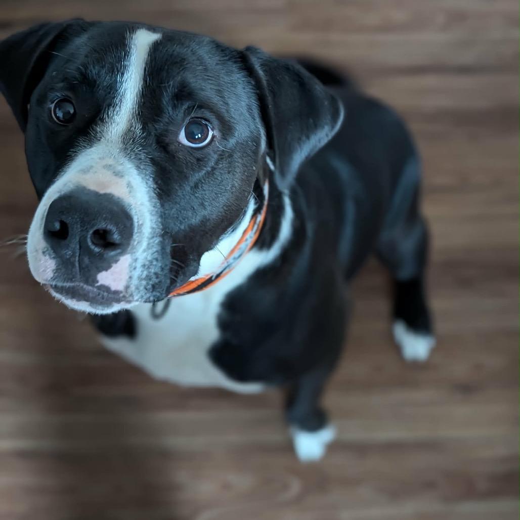 Enlarge Ducky, a Adoptable Mixed Breed in Tomah, WI image 4/6