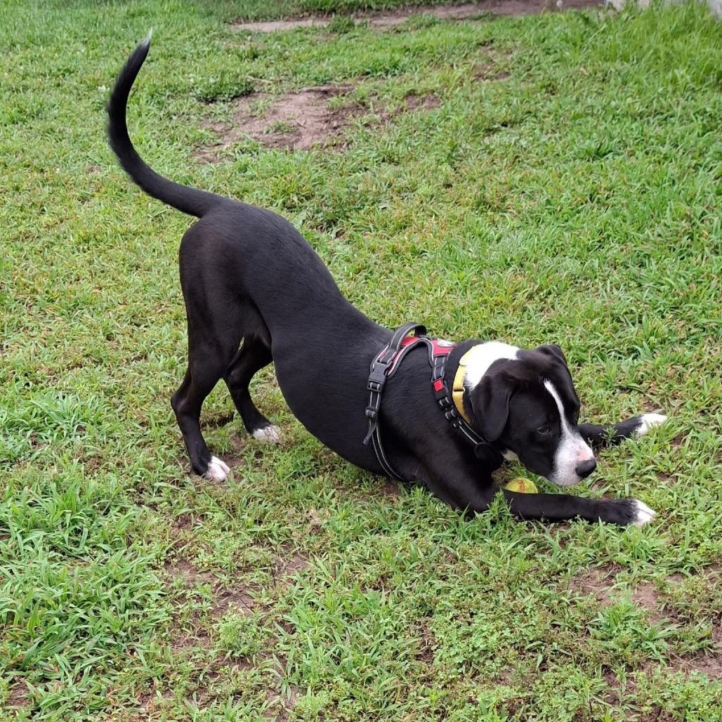 Ducky, a Adoptable Mixed Breed in Tomah, WI image 5/6