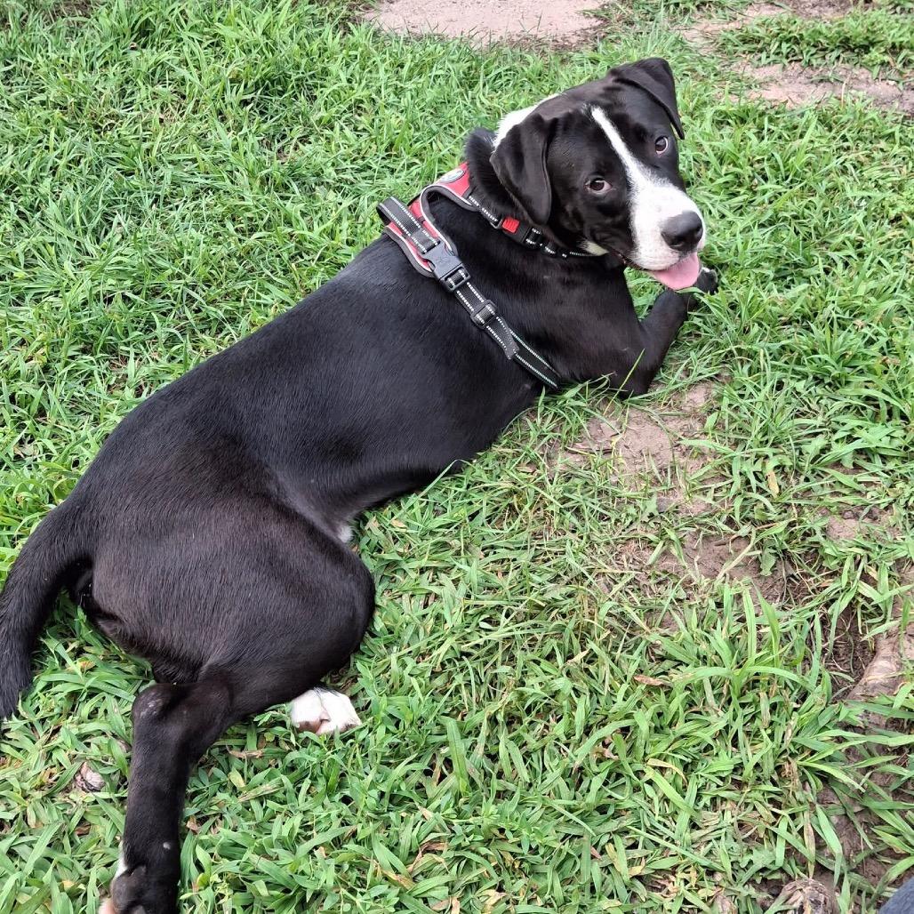 Ducky, a Adoptable Mixed Breed in Tomah, WI image 6/6