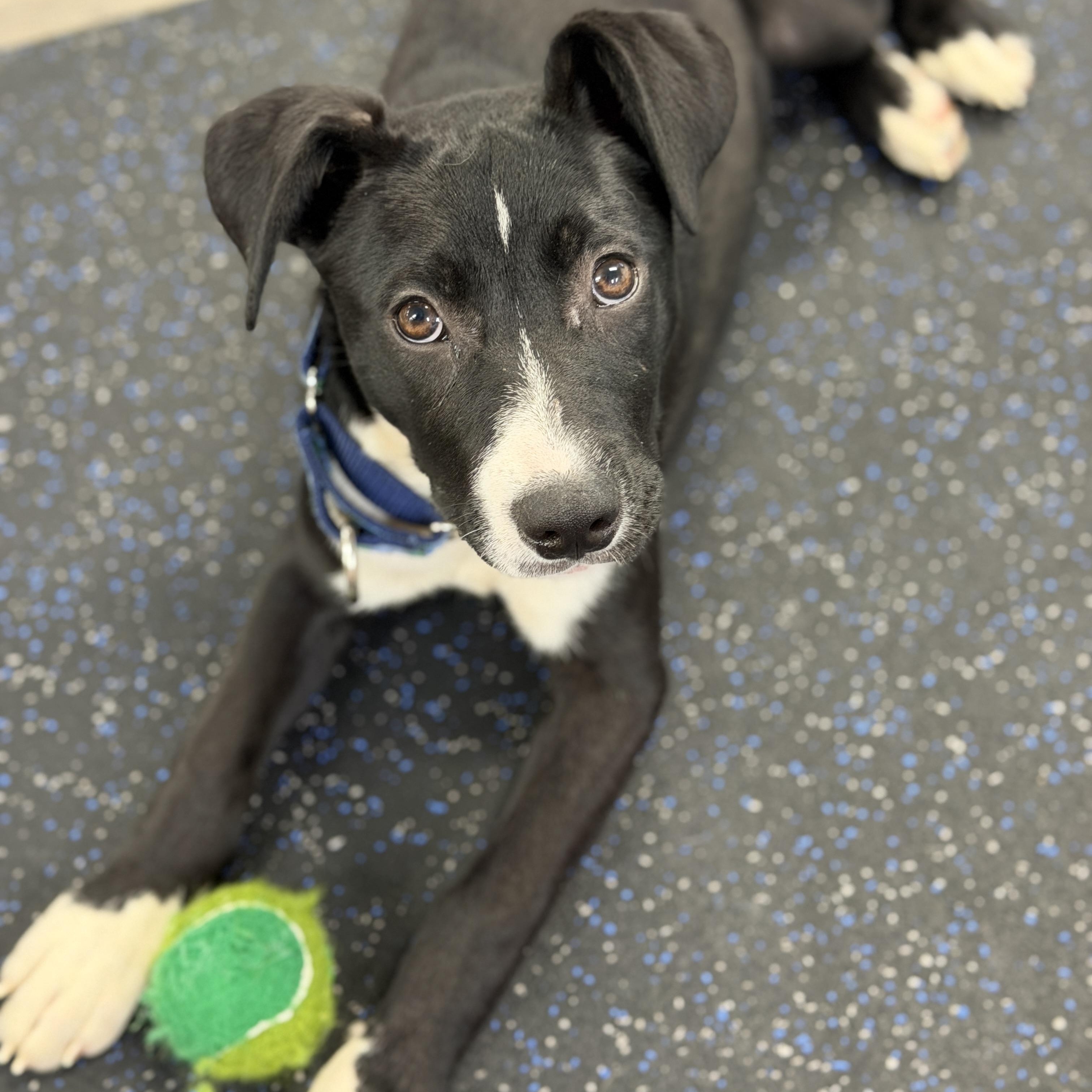 Scout, a ADOPTABLE mixed breed in Chatham, NJ image 1/6