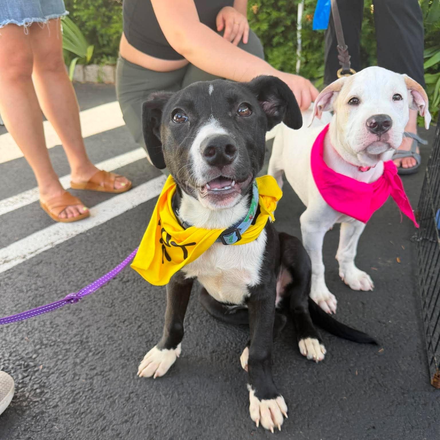 Scout, a ADOPTABLE mixed breed in Chatham, NJ image 2/6