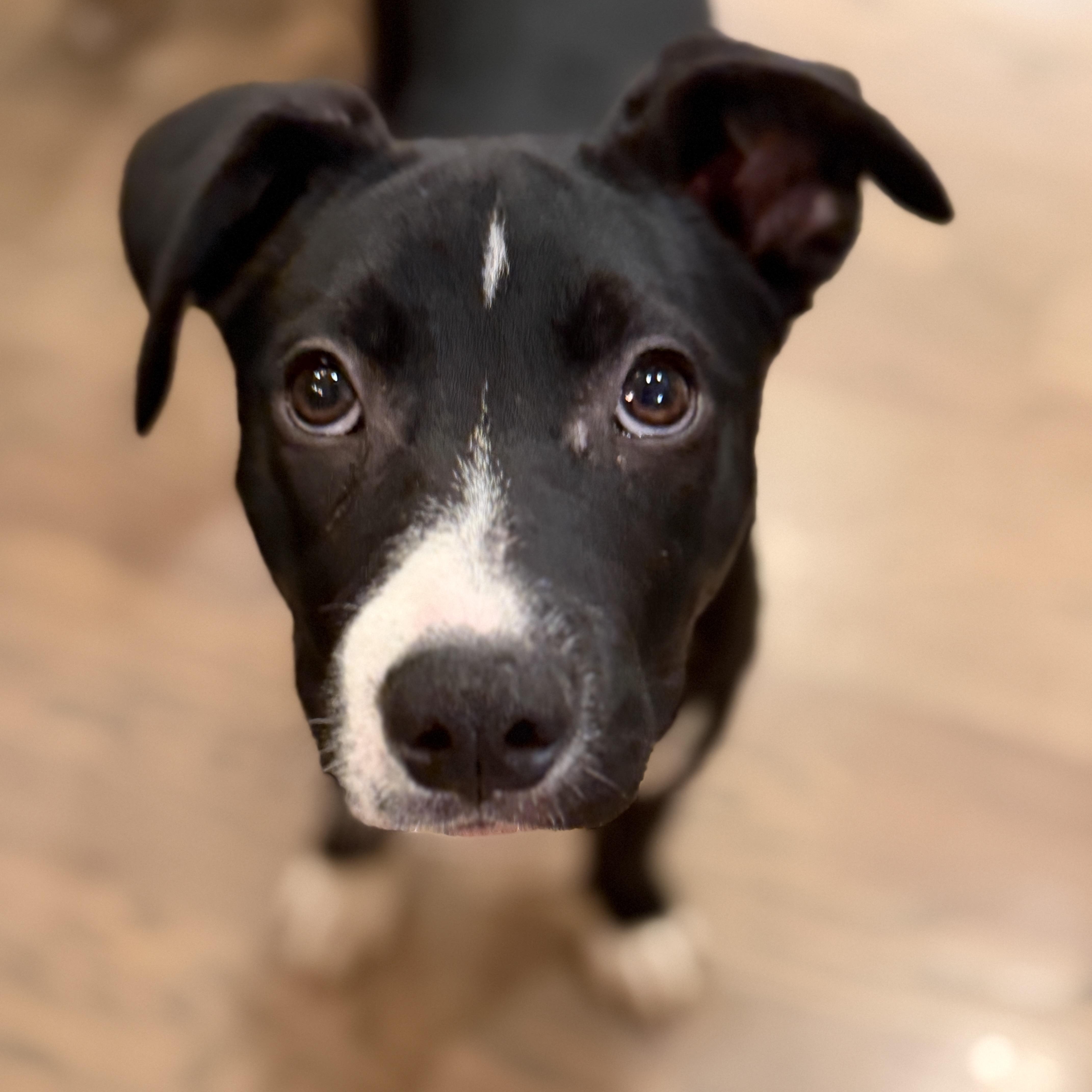 Scout, a ADOPTABLE mixed breed in Chatham, NJ image 6/6