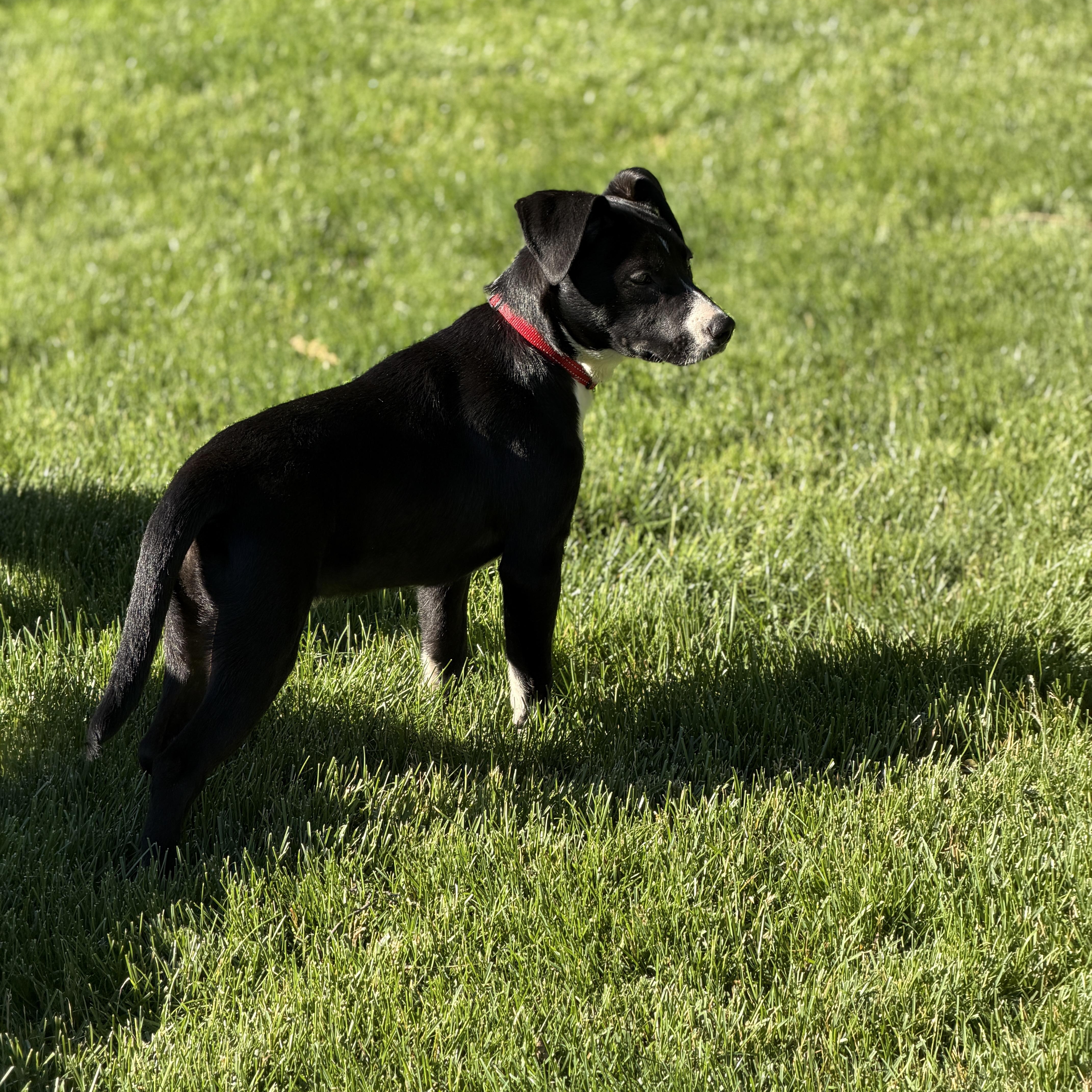 Scout, a ADOPTABLE mixed breed in Chatham, NJ image 4/6