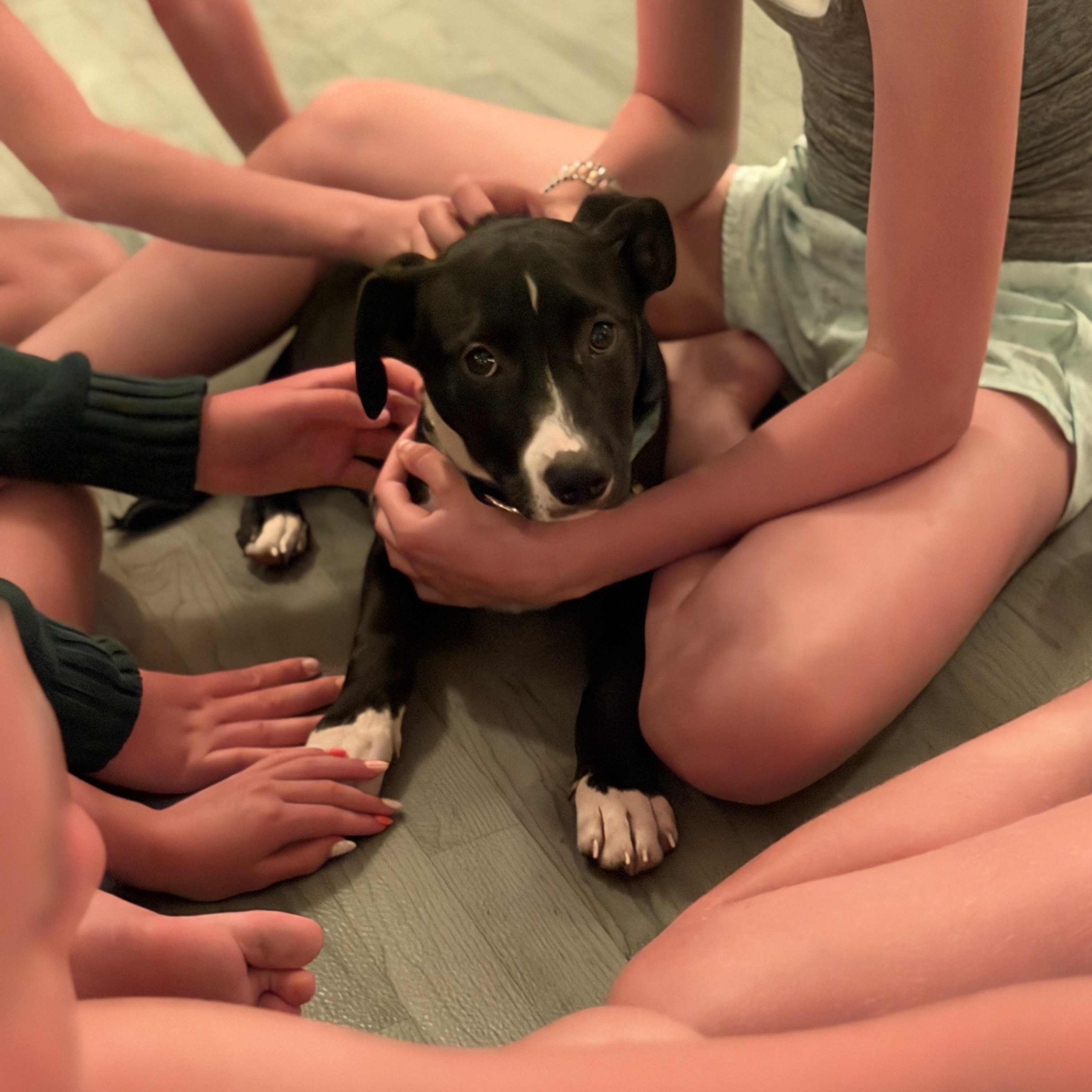 Scout, a ADOPTABLE mixed breed in Chatham, NJ image 3/6