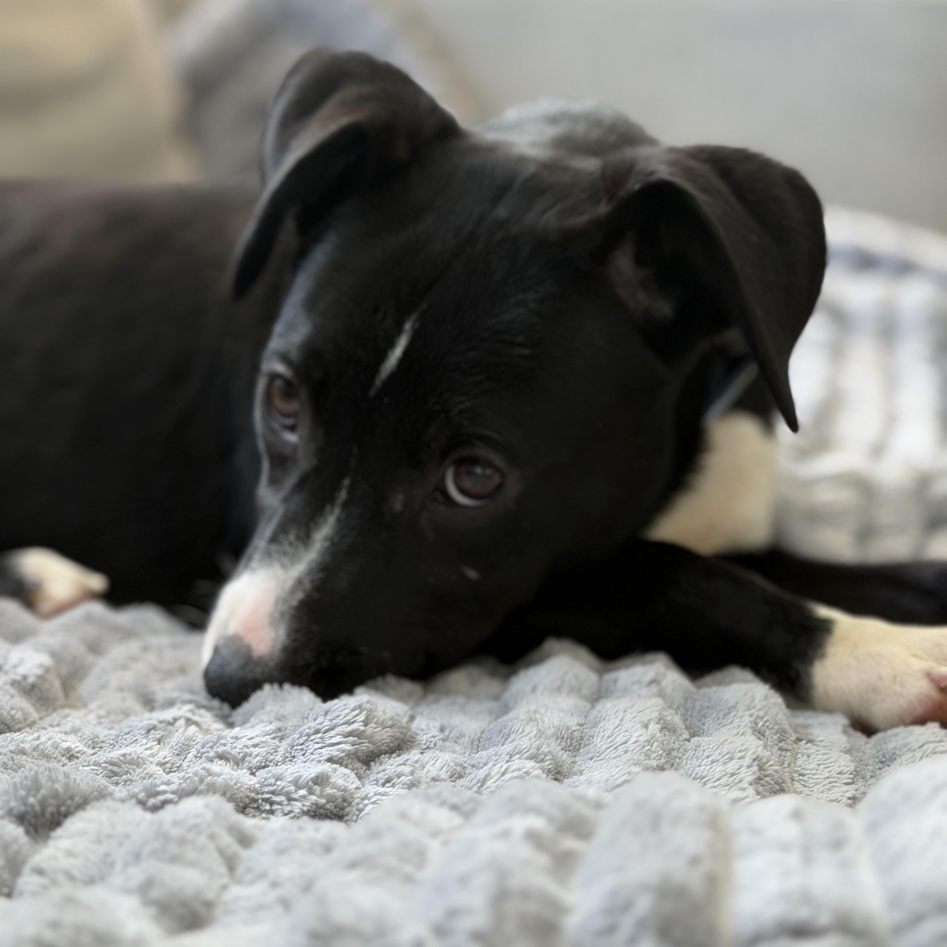 Scout, a ADOPTABLE mixed breed in Chatham, NJ image 5/6
