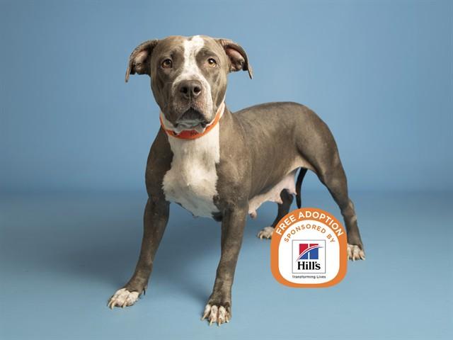 Enlarge LADYBUG, a Adoptable Pit Bull Terrier in Phoenix, AZ image 1/1