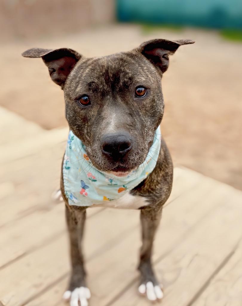 Enlarge Pebbles (Foster), a Adoptable Mixed Breed in Muskegon, MI image 1/6