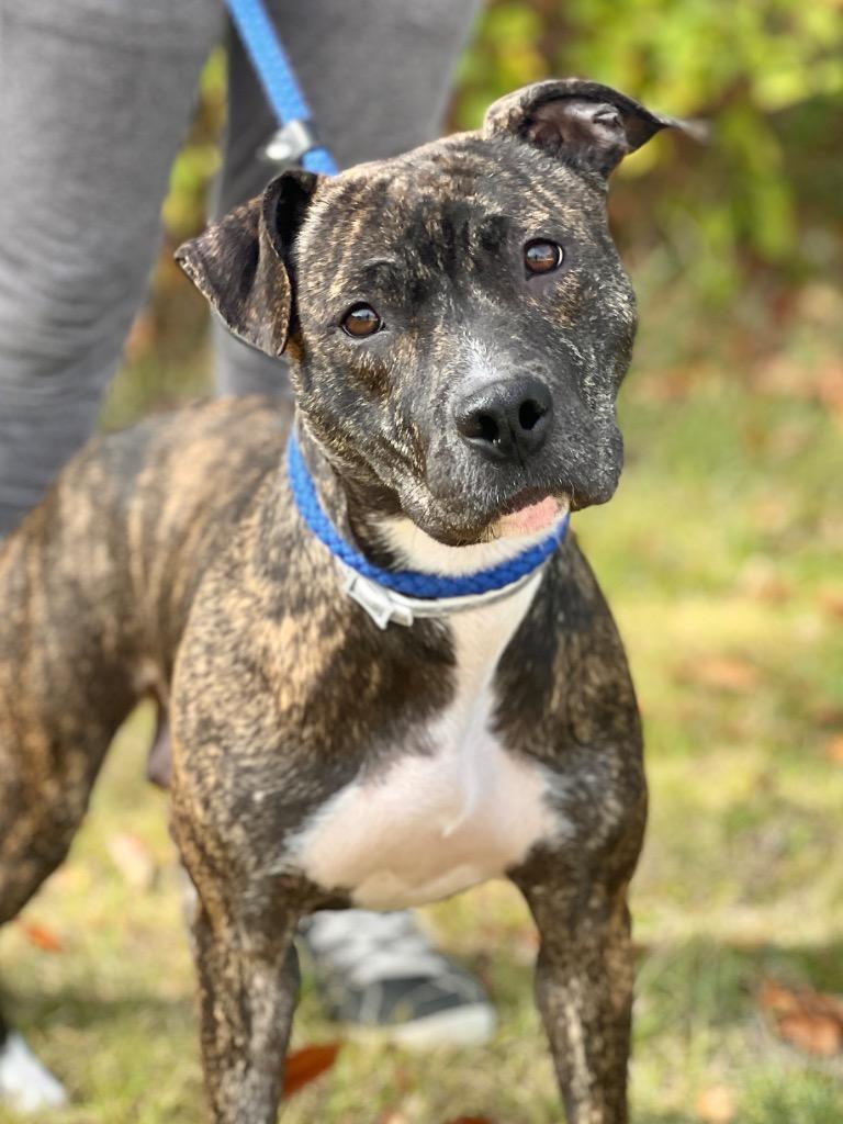 Enlarge Pebbles (Foster), a Adoptable Mixed Breed in Muskegon, MI image 2/6