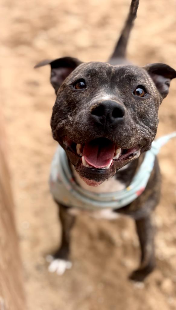 Enlarge Pebbles (Foster), a Adoptable Mixed Breed in Muskegon, MI image 4/6