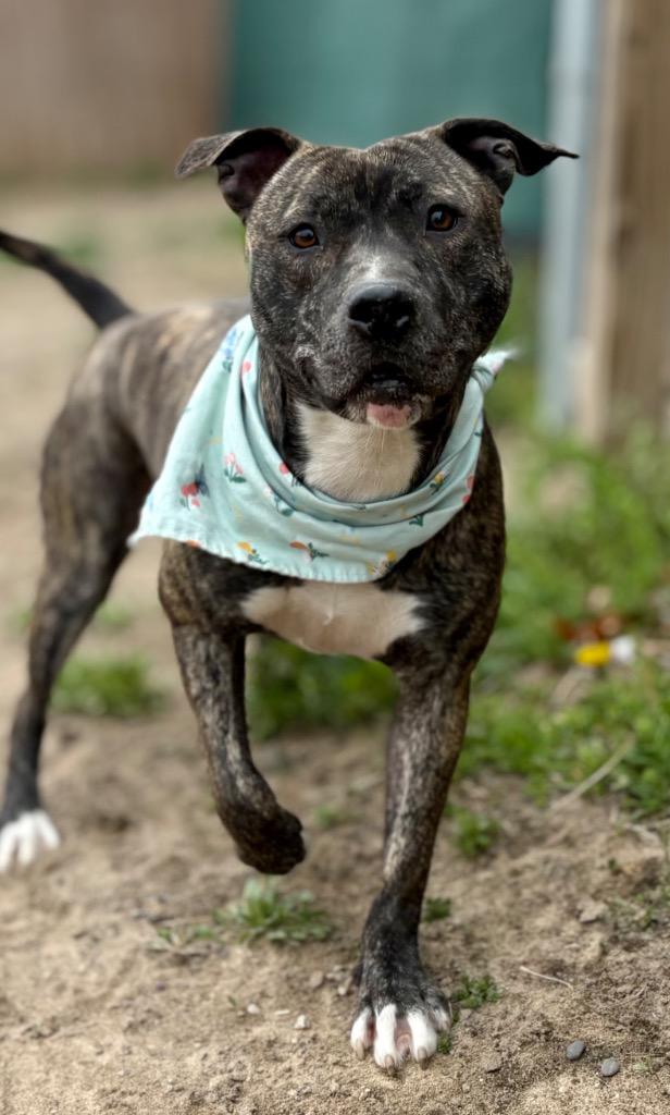 Enlarge Pebbles (Foster), a Adoptable Mixed Breed in Muskegon, MI image 5/6