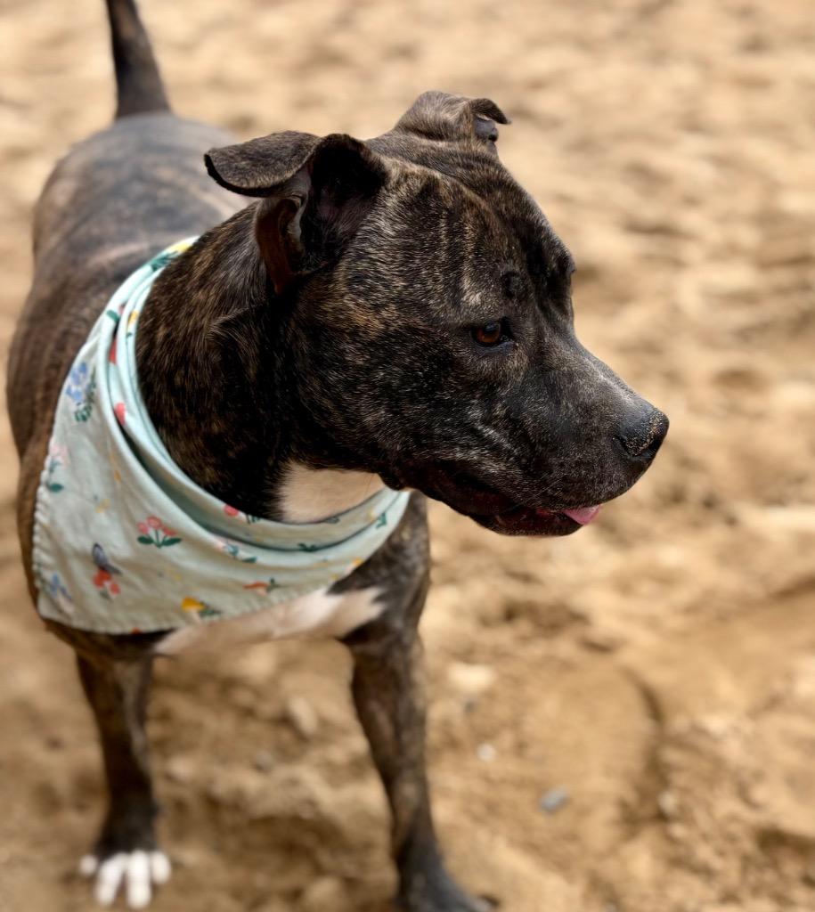 Enlarge Pebbles (Foster), a Adoptable Mixed Breed in Muskegon, MI image 6/6