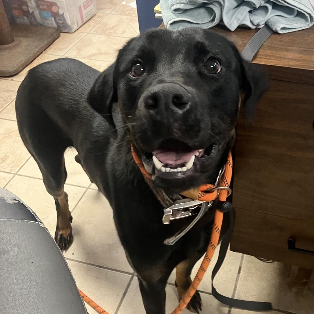 Chief, a ADOPTABLE Mixed Breed in Cape Girardeau, MO image 2/2