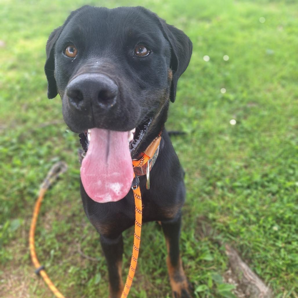 Chief, a ADOPTABLE Mixed Breed in Cape Girardeau, MO image 1/2