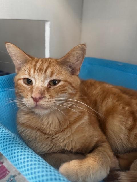 McChicken, an adoptable Domestic Short Hair in Hutchinson, MN image 1/5