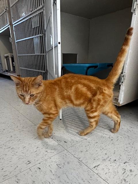 McChicken, an adoptable Domestic Short Hair in Hutchinson, MN image 4/5