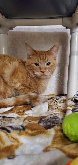 McChicken, an adoptable Domestic Short Hair in Hutchinson, MN image 2/5