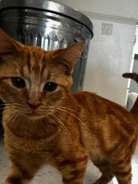 McChicken, an adoptable Domestic Short Hair in Hutchinson, MN image 5/5