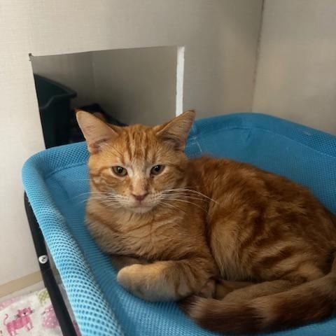 McChicken, an adoptable Domestic Short Hair in Hutchinson, MN image 3/5
