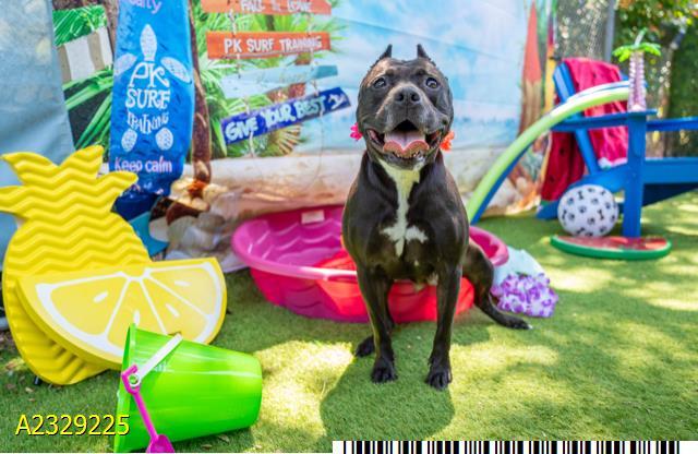 STACEY, Adoptable, Adult Female Mixed Breed.