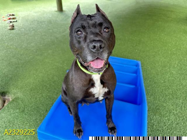 Enlarge STACEY, a Adoptable Mixed Breed in West Palm Beach, FL image 1/1