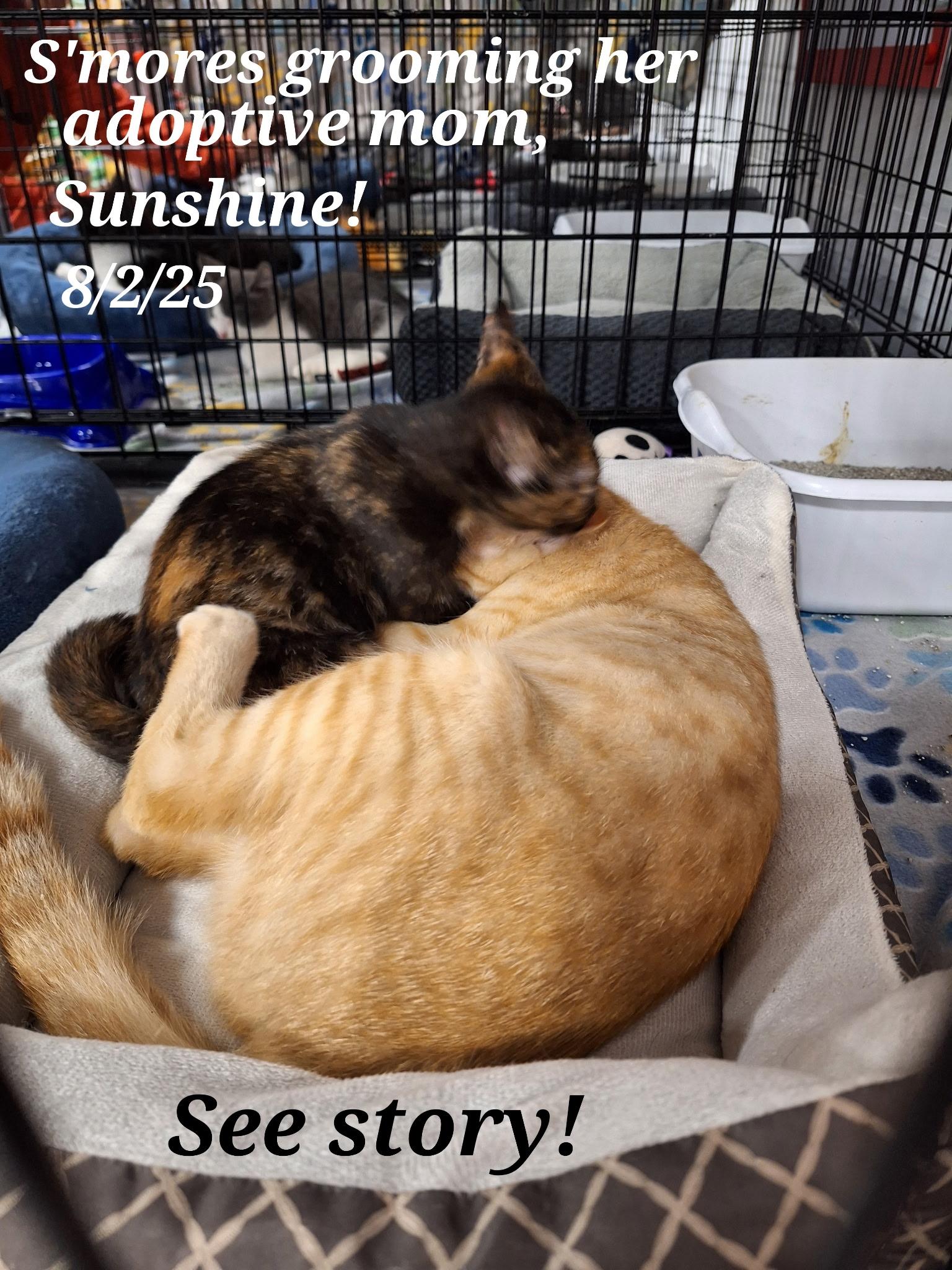 Sunshine and Smores, Adoptable, Young Female Tabby.