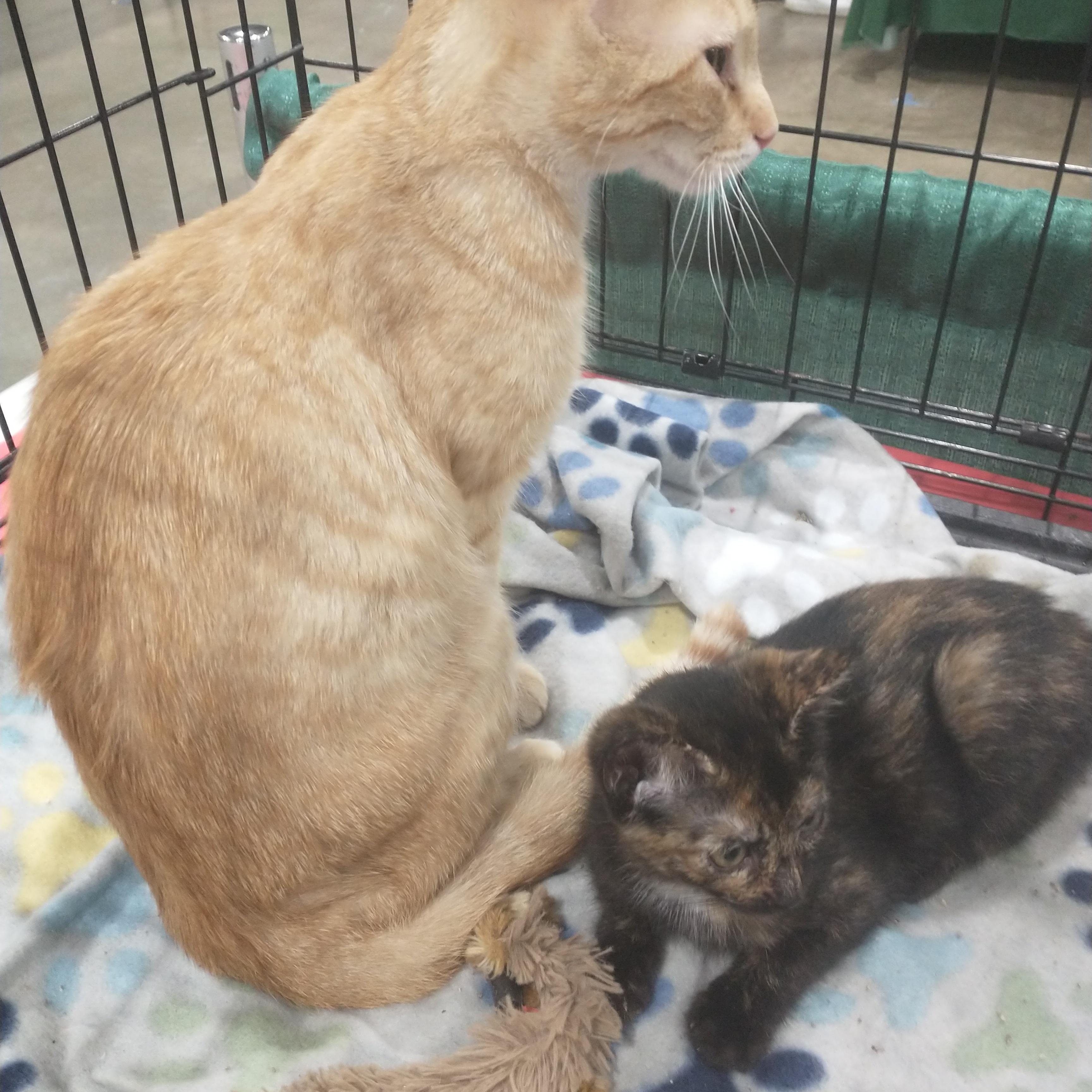 Sunshine and Smores, a Adoptable Tabby in Staunton, VA image 2/5