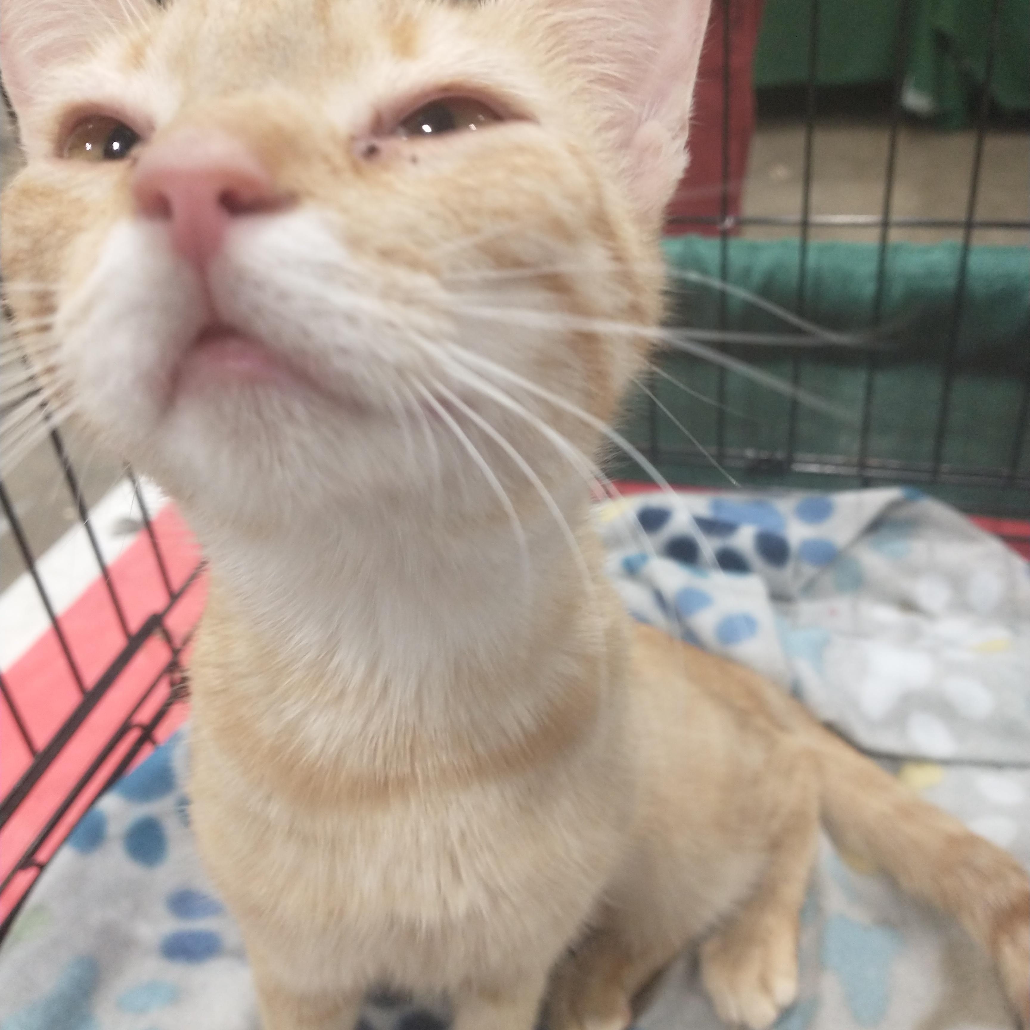 Sunshine and Smores, a Adoptable Tabby in Staunton, VA image 3/5