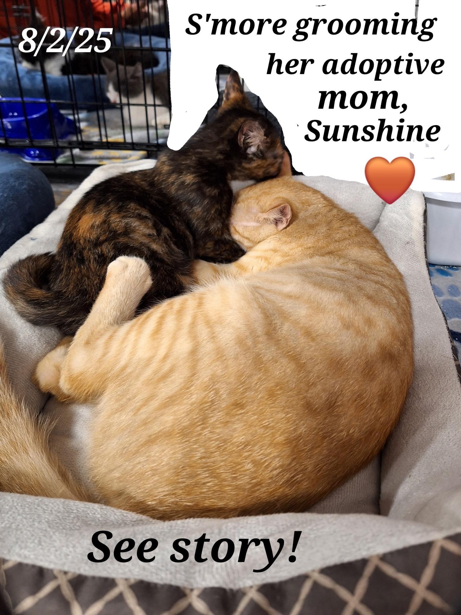 Sunshine and Smores, a Adoptable Tabby in Staunton, VA image 4/5