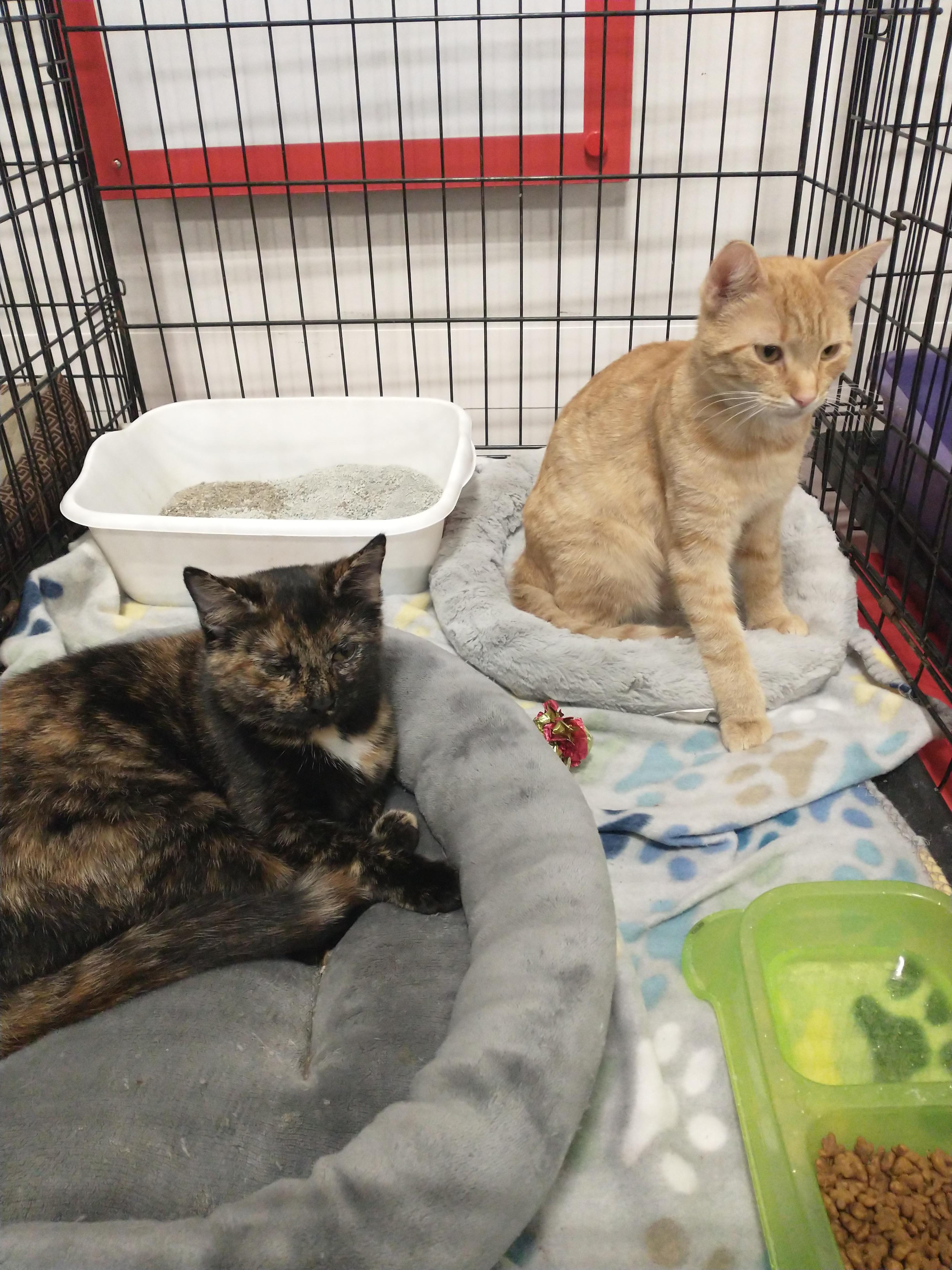 Sunshine and Smores, a Adoptable Tabby in Staunton, VA image 5/5