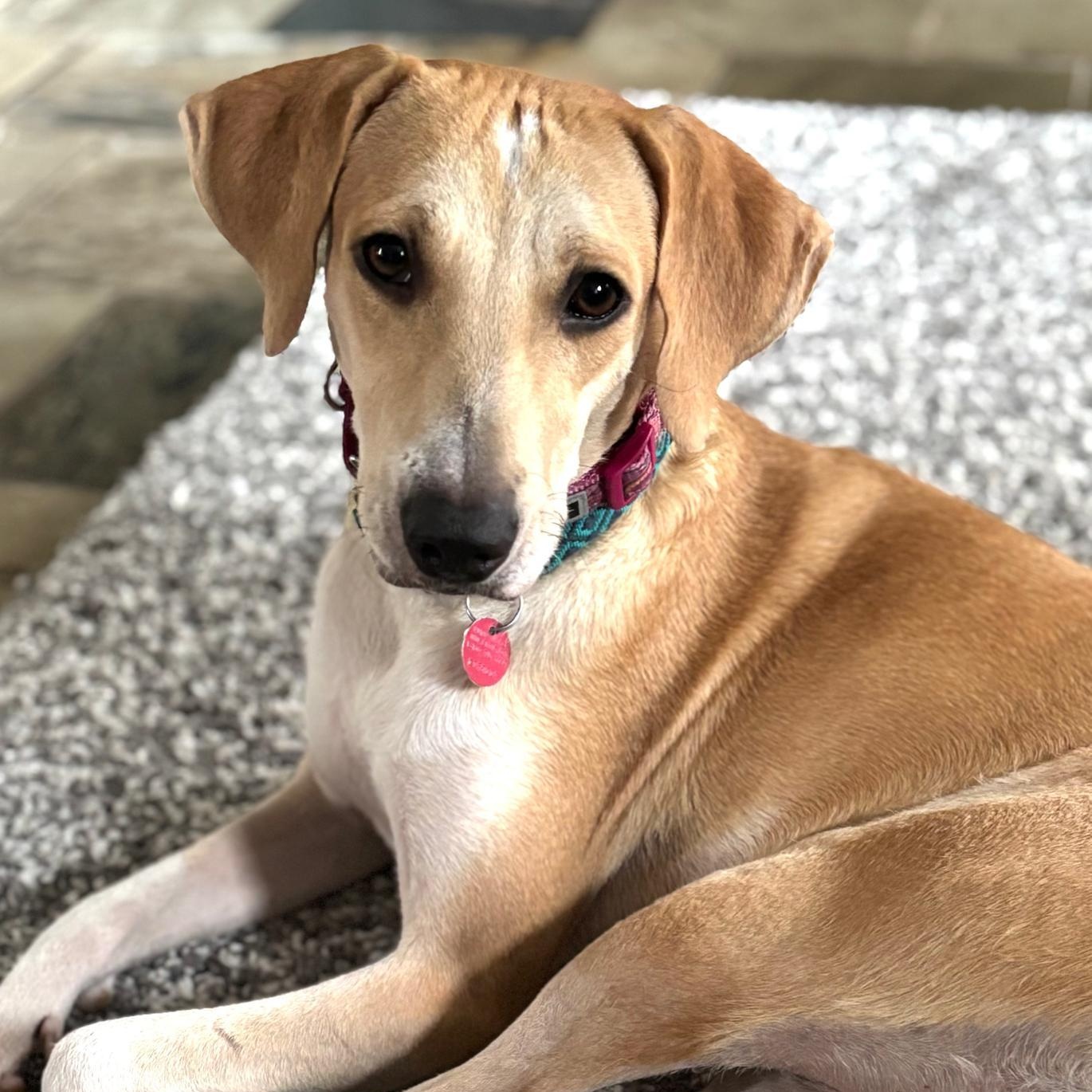 Enlarge Lexy, a Adoptable mixed breed in Williamsburg, ON image 1/6