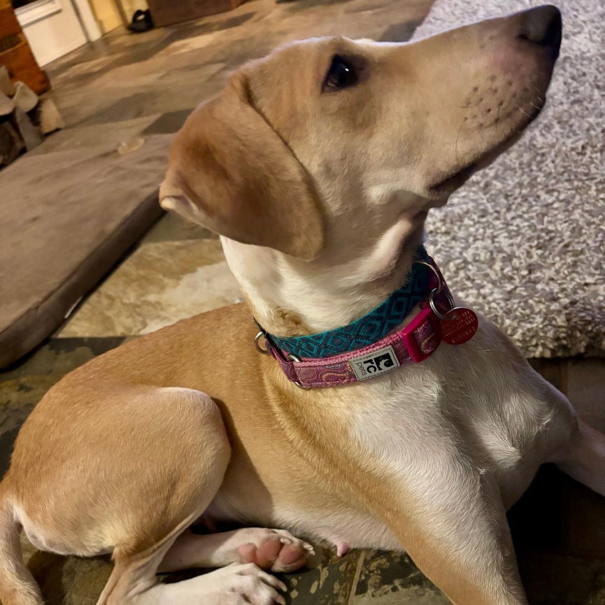 Enlarge Lexy, a Adoptable mixed breed in Williamsburg, ON image 5/6