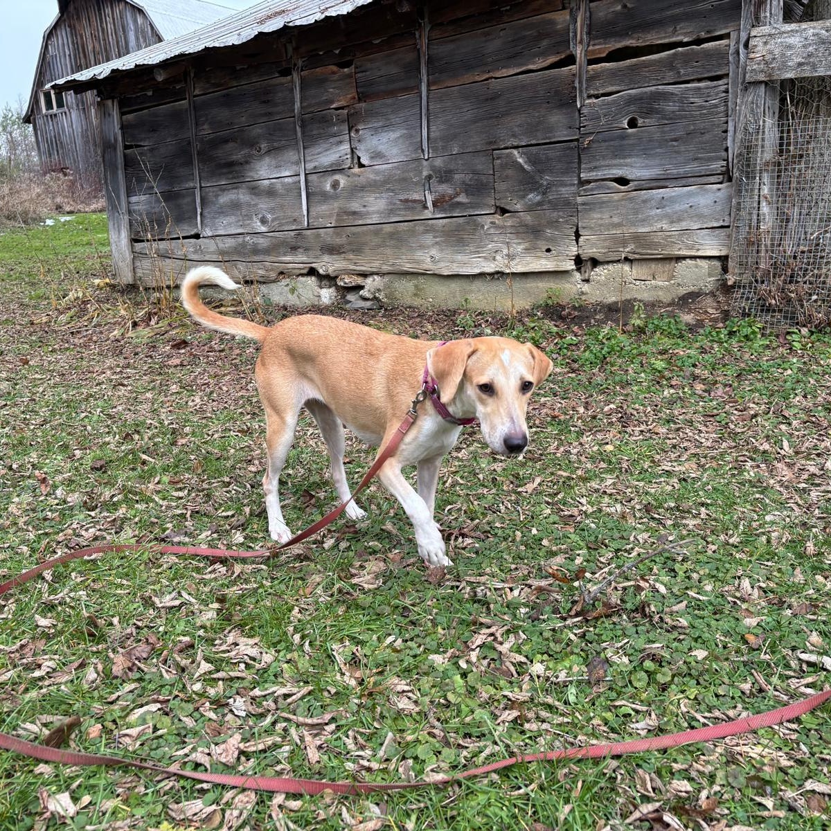 Enlarge Lexy, a Adoptable mixed breed in Williamsburg, ON image 3/6