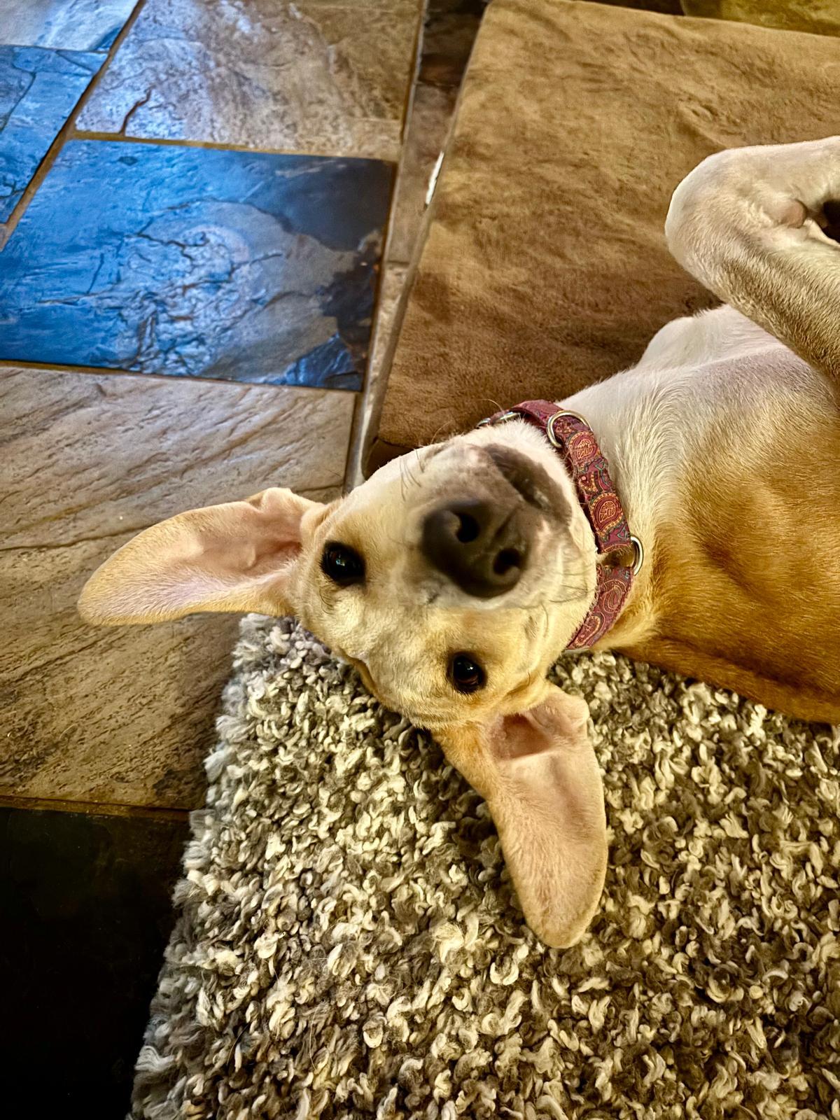 Enlarge Lexy, a Adoptable mixed breed in Williamsburg, ON image 2/6