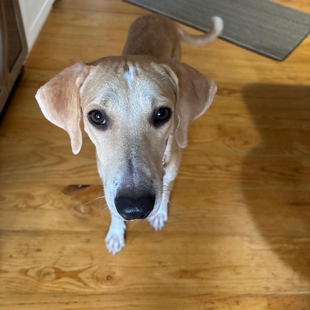 Enlarge Lexy, a Adoptable mixed breed in Williamsburg, ON image 6/6